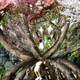 Image for article titled Behold These Incredible Works Of Architecture Made Out Of Living Trees